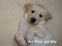 pet First Aid Kits