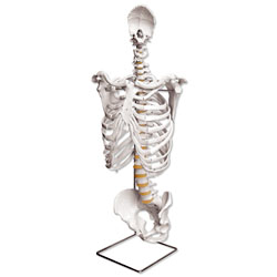 Human Trunk Skeleton 