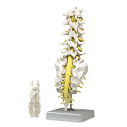 Lumbar Spinal Column with Sacral and Coccyx Bones Model 