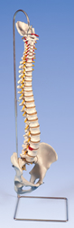 Lifetime Flexible Spine
