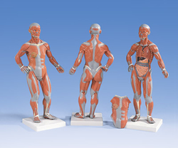 Muscular Figure, 1/4 life size, 2 part