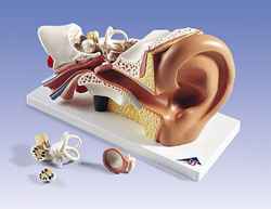 Ear, 3 times life size, 4 part