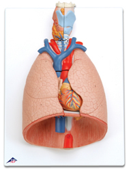 Lung Model with larynx, 7 part