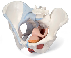 Female Pelvis with Ligaments, midsagitally sectioned through pelvic floor muscles organs, 4 part