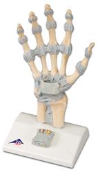Hand Skeleton Model with Ligaments and carpal tunnel