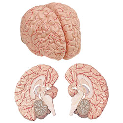 Brain with Arteries Model (2-Part)