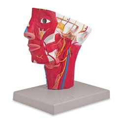 Arteries of the Head Model