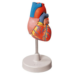 Human Heart Model (2-Part) 