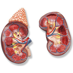 Life-Size Kidney with Adrenal Gland Model (2 Part) 