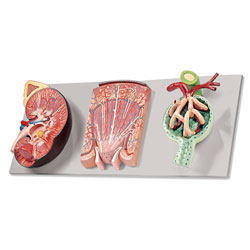 Kidney Section with Renal Nephron and Renal Corpuscle Model Set 