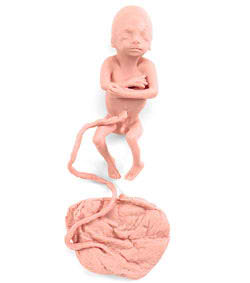 Human Fetus Replica - 5 Month Male