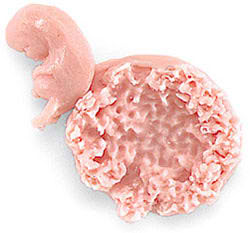 Human Fetus Replica - 7-8 Week