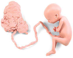 Human Fetus Replica - 7 Month