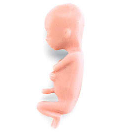 Human Fetus Replica - 13 Week