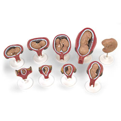 Embryo Development Set