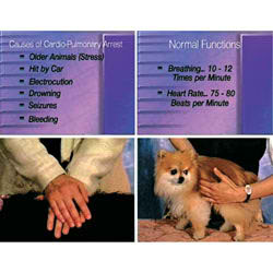 Canine CPR DVD