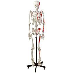 Human Muscular Skeleton 