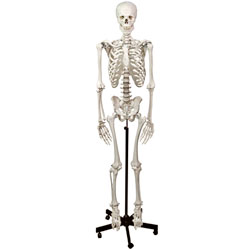 Human Skeleton with Stand