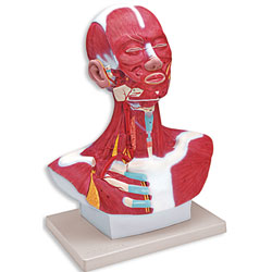 Head and Neck Musculature Model 