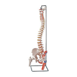 Flexible Vertebral Column with Moveable Femur Heads and Muscle Insertions 