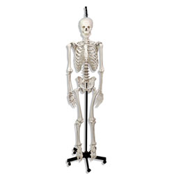 Hanging Skeleton with Natural Human Casting