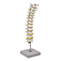 Thoracic Spinal Column 