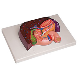 Liver with Gallbladder, Pancreas, and Duodenum Model