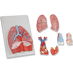 Human Respiratory System Model (7 Part)