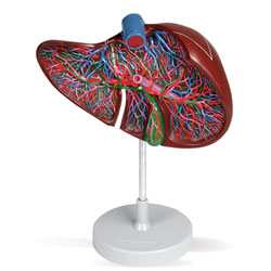 Liver Section with Gallbladder Model 