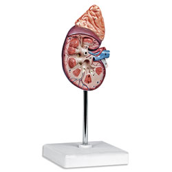 1-1/2 Times Life-Size Kidney with Adrenal Gland Model (2 Part) 