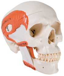 TMJ Skull, 2 part