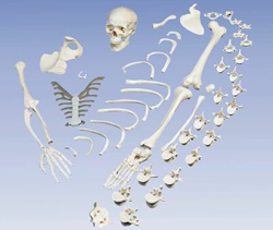 Disarticulated Full Skeleton with 3 part skull