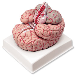 Brain with Arteries Model (9-Part) 