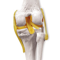 Knee Joint Model 