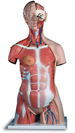 Deluxe Dual-Sex Muscle Torso with Opened Neck and Back (31-Part) 
