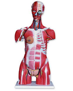 44-Part Life-Size Muscular Torso with Head (Model 300-TB) 